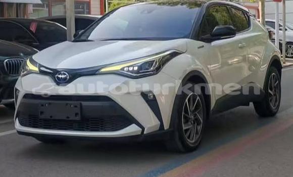 Buy Used Toyota C-HR White Car in Asgabat in Asgabat